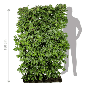 Bøg fagus sylvatica Færdighæk i 180 cm fra 123Færdighæk