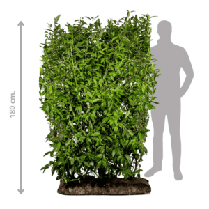 Forsythia lynwood Færdighæk i 180 cm fra 123Færdighæk