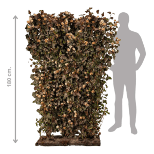 Rød Blærespiræa diabolo Færdighæk i 180 cm fra 123Færdighæk