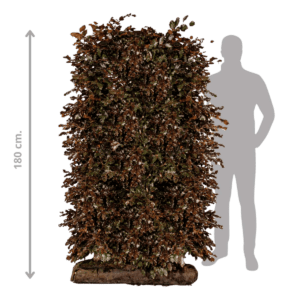 Rødbøg Færdighæk i 180 cm fra 123Færdighæk