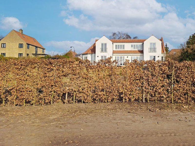 123Færdighæk bøgehæk før og efter billeder