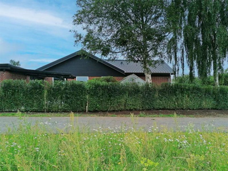 Liguster færdighæk i 180 cm fra 123Færdighæk før/efter billeder